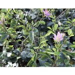 Bloemen-flowers Grewia occidentalis - Lavendelster - Kruisbesje