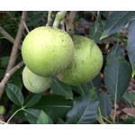 Eetbare tuin-edible garden Casimiroa edulis - Sapotier blanc - Pommier mexicain