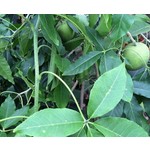 Eetbare tuin-edible garden Casimiroa edulis - Sapotier blanc - Pommier mexicain