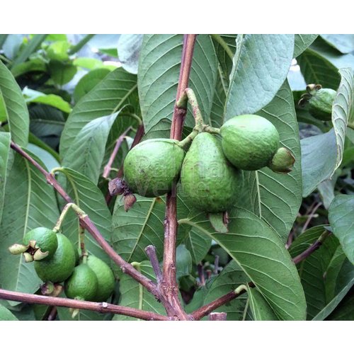 Eetbare tuin-edible garden Psidium guajava - Guava