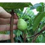 Eetbare tuin-edible garden Psidium guajava - Guave