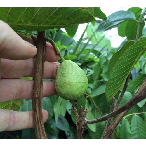 Eetbare tuin-edible garden Psidium guajava - Goyavier