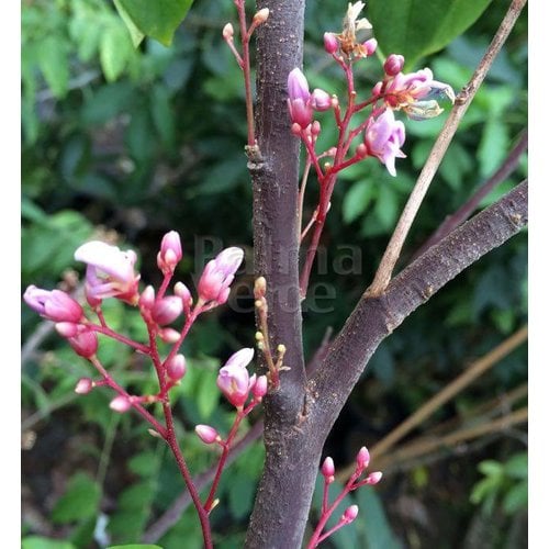 Eetbare tuin-edible garden Averrhoa carambola - Sterappel