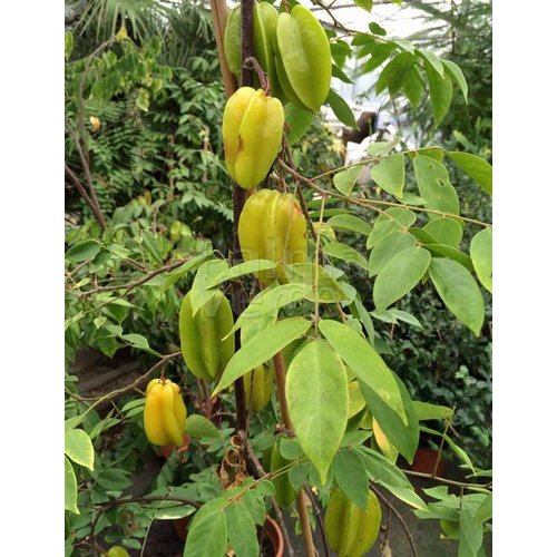 Eetbare tuin-edible garden Averrhoa carambola - Carambole