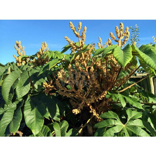 Blad-leaf Tetrapanax papyrifera Steroidal Giant - Rice paper plant - Rice paper tree