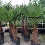 Palmbomen-palms Trachycarpus fortunei - Chinese windmill palm
