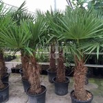 Palmbomen-palms Trachycarpus fortunei - Palmier de Chine