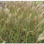 Siergrassen - Ornamental Grasses Miscanthus sinensis Kleine Silberspinne - Prachtriet - Japans sierriet