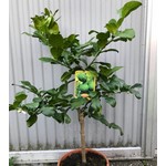 Eetbare tuin-edible garden Citrus hystrix - Combava