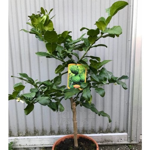 Eetbare tuin-edible garden Citrus hystrix - Djeroek poeroet - Kaffirlime
