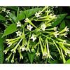 Bloemen-flowers Cestrum nocturnum -  Lady of the night - Night-blooming jasmine