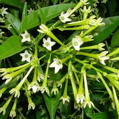 Bloemen-flowers Cestrum nocturnum - Dame de la nuit - Jasmin de nuit