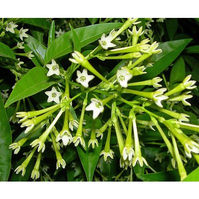 Bloemen-flowers Cestrum nocturnum - Dame van de nacht - Nachtjasmijn