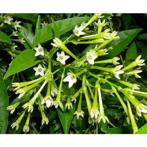Bloemen-flowers Cestrum nocturnum - Dame de la nuit - Jasmin de nuit