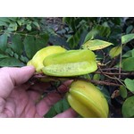 Eetbare tuin-edible garden Averrhoa carambola - Sterappel