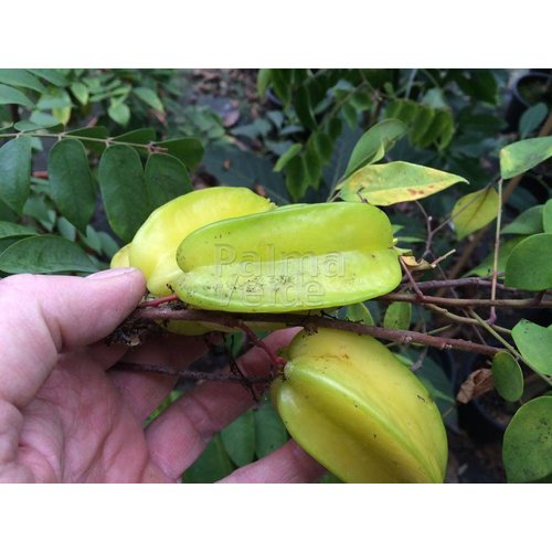 Eetbare tuin-edible garden Averrhoa carambola - Star apple