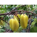 Eetbare tuin-edible garden Averrhoa carambola - Star apple