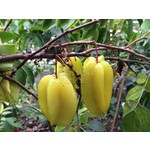 Eetbare tuin-edible garden Averrhoa carambola - Sterappel