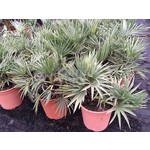 Palmbomen-palms Trithrinax campestris