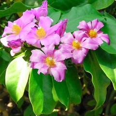 Bloemen-flowers Pereskia grandifolia - Pereskia à grandes feuilles