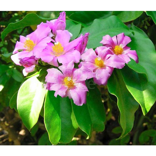 Bloemen-flowers Pereskia grandifolia - Pereskia à grandes feuilles