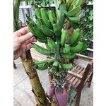 Bananen-bananas Musa acuminata Grand Nain - Chiquita banaan