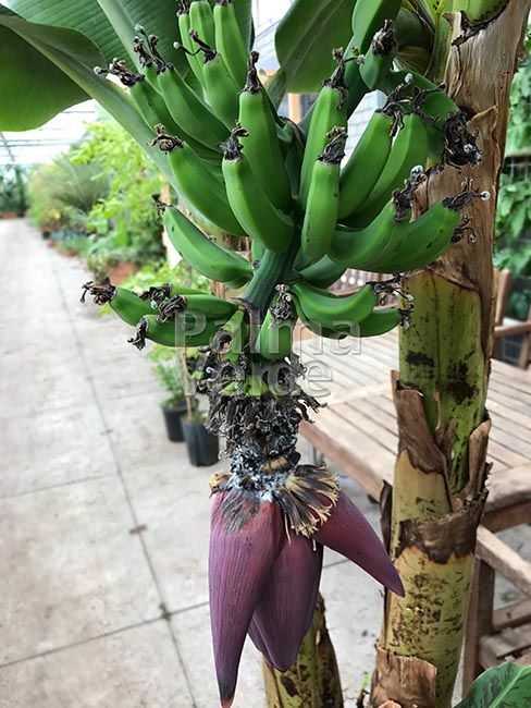 Musa acuminata Grand Nain - Chiquita banana