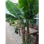 Bananen-bananas Musa acuminata Grand Nain - Chiquita banaan