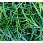 Siergrassen-ornamental grasses Carex morrowii - Japanse zegge