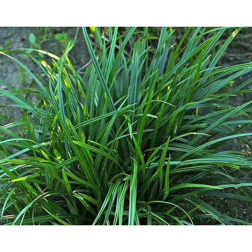 Siergrassen - Ornamental Grasses Carex morrowii - Japanse zegge
