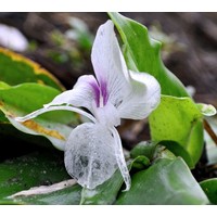 Eetbare tuin-edible garden Kaempferia galanga - Kencur