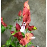 Bloemen-flowers Beloperone guttata - Garnalenplant