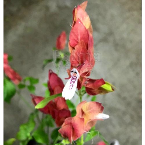 Bloemen-flowers Beloperone guttata - Shrimp plant