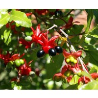 Bloemen-flowers Ochna serrulata - Mickey Mouse shrub