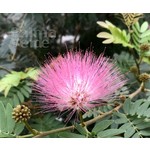 Bloemen-flowers Calliandra haematocephala - Powderpuff