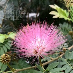 Bloemen-flowers Calliandra haematocephala - Poederdons