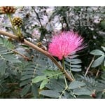 Bloemen-flowers Calliandra haematocephala - Powderpuff