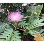 Bloemen-flowers Calliandra haematocephala - Powderpuff