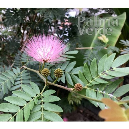 Bloemen-flowers Calliandra haematocephala - Poederdons