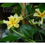 Bloemen-flowers Trachelospermum Star of Toscane - Gele sterjasmijn