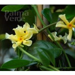 Bloemen-flowers Trachelospermum Star of Tuscany - Yellow star jasmine