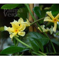 Bloemen-flowers Trachelospermum Star of Tuscan - Jasmin étoité jaune