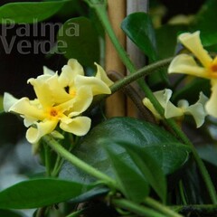 Bloemen-flowers Trachelospermum Star of Tuscany - Jasmin étoité jaune
