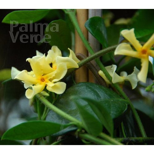 Bloemen-flowers Trachelospermum Star of Tuscany - Yellow star jasmine