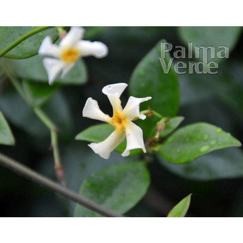 Bloemen-flowers Trachelospermum Star of Tuscany - Yellow star jasmine