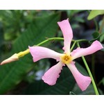Bloemen-flowers Trachelospermum Star of Sicily - Pink star jasmine