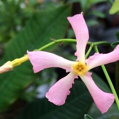 Bloemen-flowers Trachelospermum Star of Sicily - Roze sterjasmijn