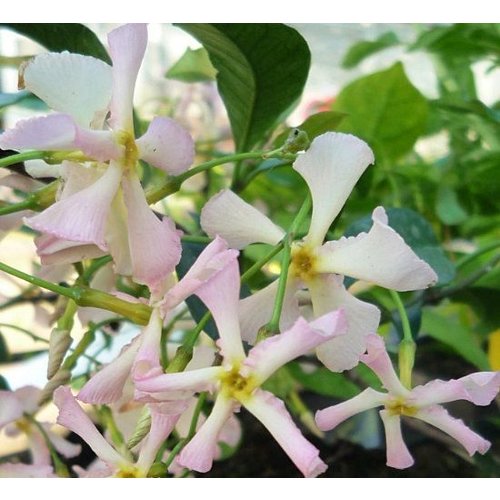 Bloemen-flowers Trachelospermum Star of Sicily - Pink star jasmine