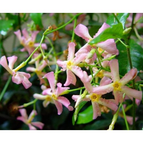 Bloemen-flowers Trachelospermum Star of Sicily - Pink star jasmine