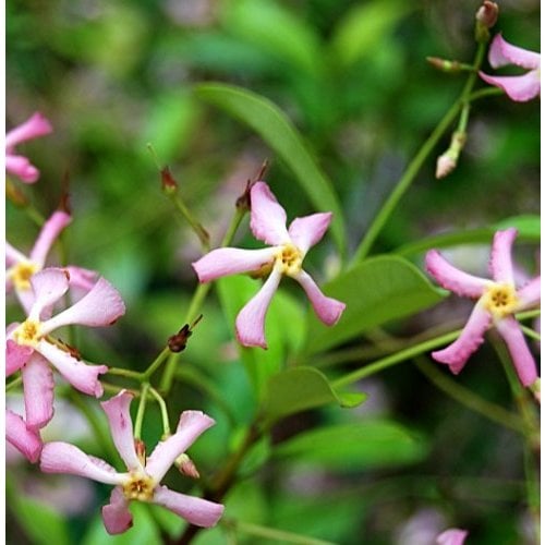 Bloemen-flowers Trachelospermum Star of Sicily - Pink star jasmine